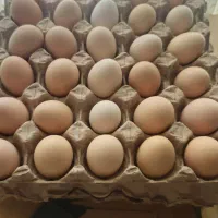 تخم مرغ محلی خوراکی نطفه دار