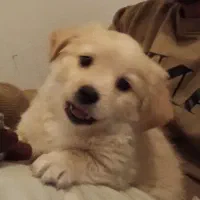 شیتزو تریر برای فروش خانواده دارای صلاحیت