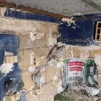 دورگ و پلاکی|پرنده|اهواز, امانیه|دیوار