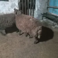 بره نر ارگانیک|حیوانات مزرعه|تنکمان, |دیوار