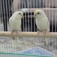 مرغ عشق کرمینو
