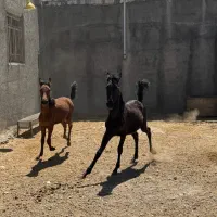 مادیان و کره اسب|اسب و تجهیزات اسب‌سواری|ماهیدشت, |دیوار