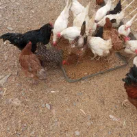 مرغ و خروس و اردک مسکویی..سانن|حیوانات مزرعه|مشهد, چهاربرج|دیوار