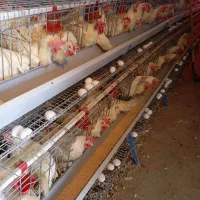 فروش مرغ تخمگذار
