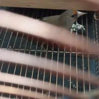 سهره کرمونی