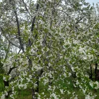 خواهان اجاره باغ آلبالو