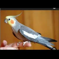 عروس هلندی گمشده