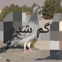 پلاکی کبوتر کفتر مسافتی ابلغ المانی