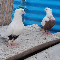 کبوتر
