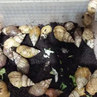 تعداد زیادی حلزون