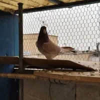 کفتر|پرنده|تهران, جمهوری|دیوار