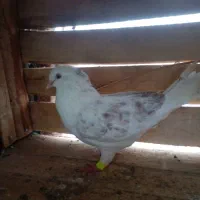 خرید فروش کبوتر و۰۰۰|پرنده|آستانه اشرفیه, |دیوار