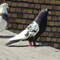 کفتر‌ساده‌طوقی‌سینه‌سیاه|پرنده|رضویه, |دیوار