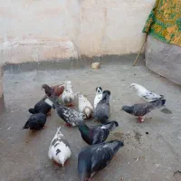 13تاکفتر|پرنده|کاشمر, |دیوار