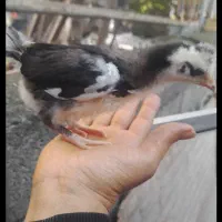 نیمجه گلین|حیوانات مزرعه|چالوس, |دیوار