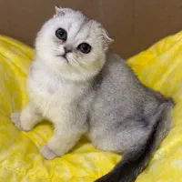 اسکاتیش سیلور چینچیلا