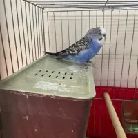 مرغ عشق جفت با جوجه ۸ماهه رام|پرنده|پردیس, فاز ۱|دیوار