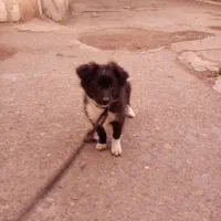 توله سگ فقط 2ماه دا ه|سگ|رشت, سلیمانداراب|دیوار