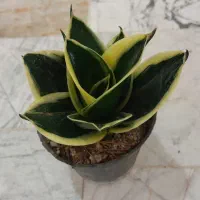 گل کالانکوئه.پپرومیا قطره باران. بلک گلد.درختچه|گل و گیاه طبیعی|قم, علی آباد سعدگان|دیوار