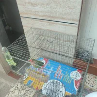 طوطی برزیلی|پرنده|کوهدشت, |دیوار