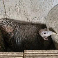 بوقلمون ماده