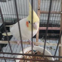 عروس هلندی مولد و جوجه