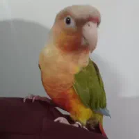 طوطی گرینچیک آناناسی سخنگو و دستی|پرنده|تهران, قلمستان|دیوار