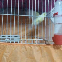 قناری|پرنده|اشتهارد, |دیوار