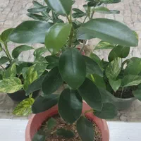 کافیه بپسندی و انتخاب کنی و درب منزلت تحویل بگیری|گل و گیاه طبیعی|شاهینشهر, دهخدا|دیوار