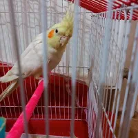 عروس هلندی سخنگو|پرنده|بناب, |دیوار