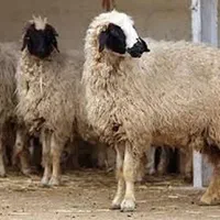 بره نر چاقکل طهران