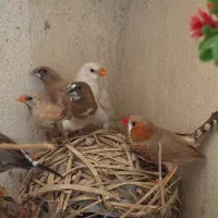 فنج ستاره ای|پرنده|قشم, |دیوار