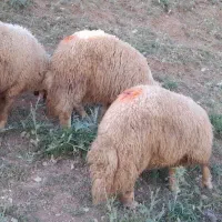 ۳عددکاورقوچ یاورن باب داشت اصیل سنجابی