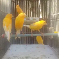 تعدادی قناری