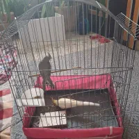 دوتا عروس هلندی باقفس|پرنده|یزد, |دیوار