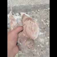 جوجه سرخ دمسفید کاکل|پرنده|سراوان, |دیوار