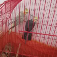 طوطی عروس|پرنده|رشت, عینک|دیوار