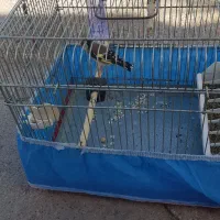 سهره نر بخون