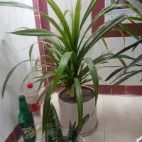 گلهای سرحال وشاداب.|گل و گیاه طبیعی|نورآباد ممسنی, |دیوار