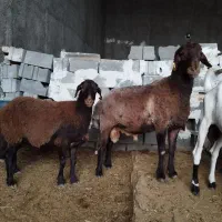 قوچ‌همونژادافشاربابرگه‌آزمایش