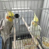 عروس هلندی نر و ماده