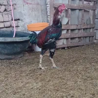 تخم مرغ لاری|حیوانات مزرعه|تربت جام, میان جام|دیوار