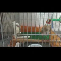 سهره صحرایی چند ماه قفس آب رنگ دار|پرنده|بهار, |دیوار