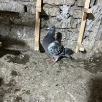 از هوا گرفتم|حیوانات|نائین, |دیوار