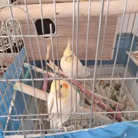 عروس هلندی