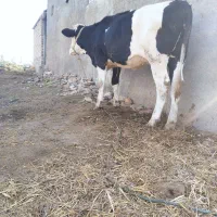 گوساله|حیوانات مزرعه|رامیان, |دیوار