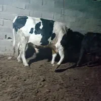 گوساله پرواری درجه یک