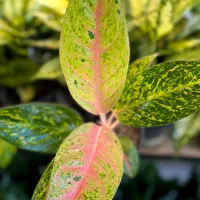 انواع آگلونما رنگی|گل و گیاه طبیعی|اهواز, کوی سعدی|دیوار