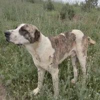 سگ نگهبان