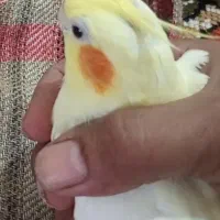 عروس هلندی ماده